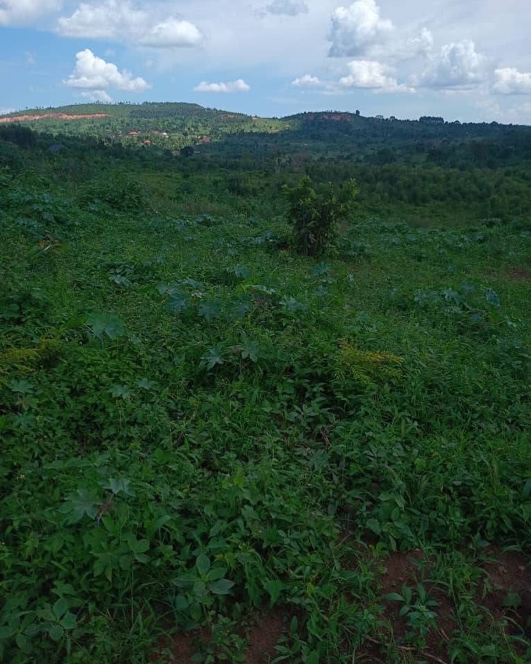 PRIME LAND FOR SALE IN GAYAZA-BUSIIKA