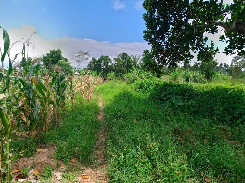 Aerial view of the land