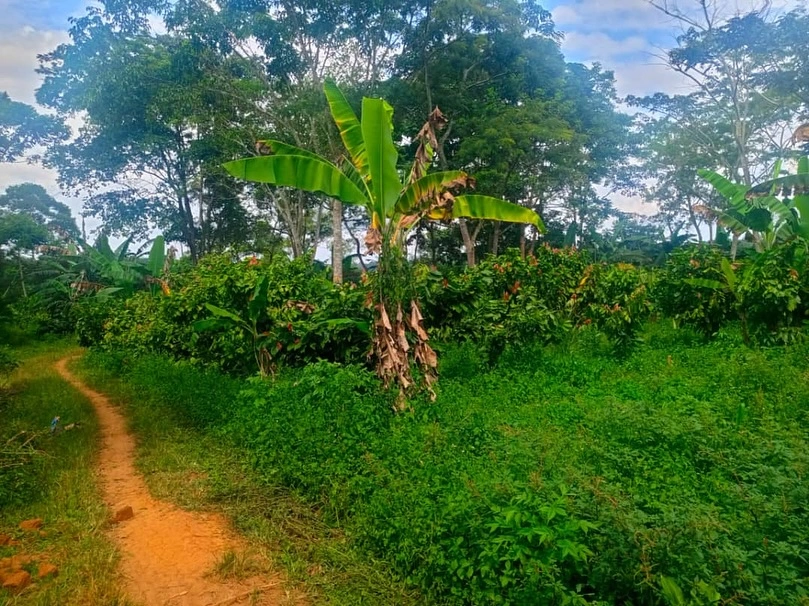 Road access to the property
